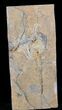 Carpoid (Dendrocystites?) Fossil - Morocco #29257-2